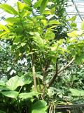 cacao tree 